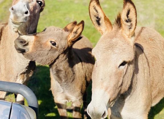Sandalwood Downs Fabulous Farm Stay TOODYAY