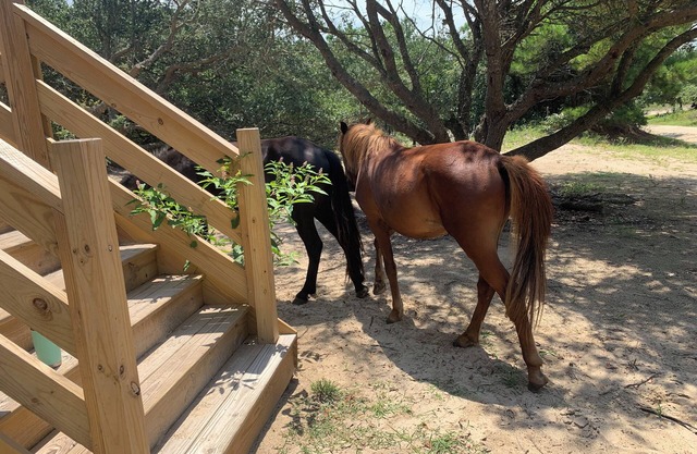 Sandy Adventures! Third row from the ocean! Wild Horses roam the area- Carova
