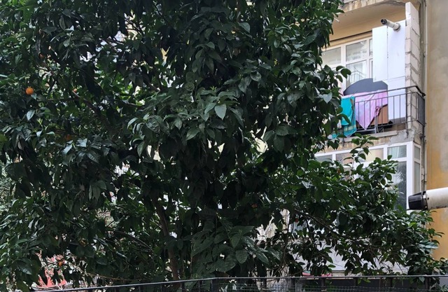 SARI KÖŞK