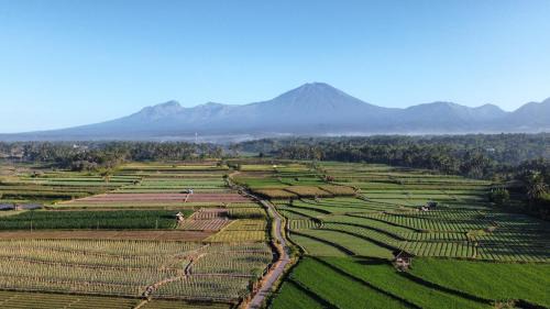 Sawah Homestay