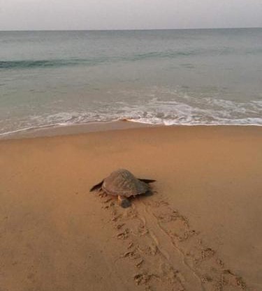 Sea castle beach homestay