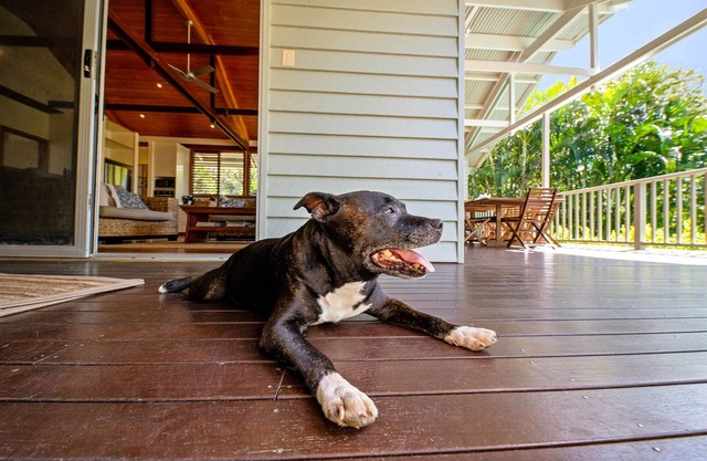 Serenity - Eco friendly, pet friendly beach house with pool