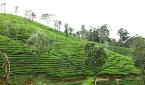 SHALOM HOME STAY valparai