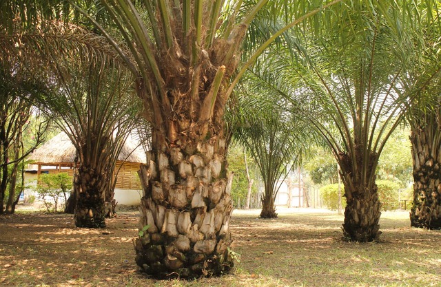 SheoBill Safari Lodge