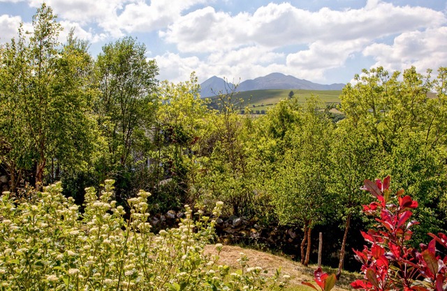 Silver Birch House