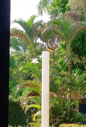 Sitio dos nana's