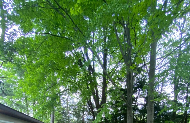 Sleepy Riverfront Cabin on Middle Branch River - 5 min from Marion - 20 min from cadillac/lake city