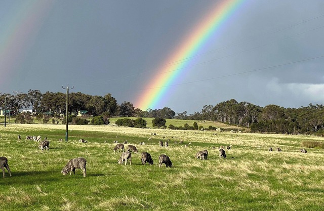 Southern Grazing - Working Farm