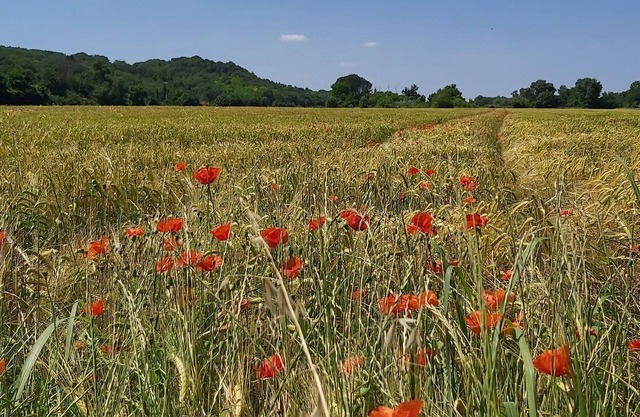 Amplia casa rural de piedra construido con unas vistas impresionantes de la región de Cevennes
