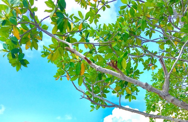 Pasa tiempo en una isla en Belice y captura Big Fish!Su escapada a la isla privada!