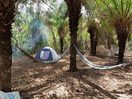 Spot Jaguar Pantanal South Camping Wild Jaguar Tour