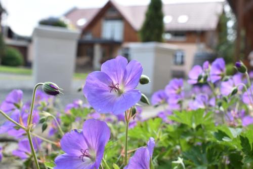 Steffis - Hof