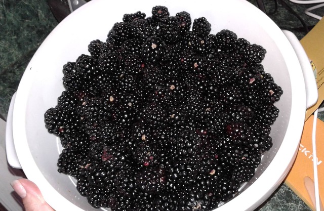Stillhouse escondite en una granja de arándanos orgánicos