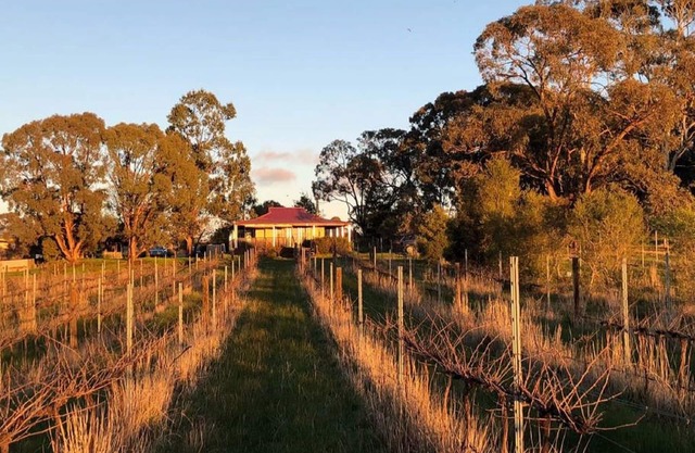 Estudio en un viñedo en el corazón de los campos de oro.