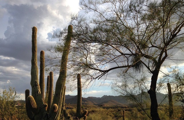 Studio in the Saguaro Forest