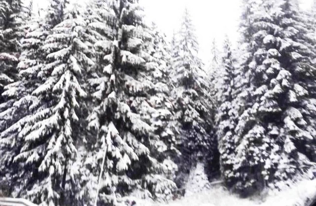 Studio PANORAMA MOUNTAINE, near the ski slope Pamporovo-Stoykite