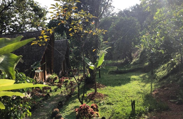 Sumatra Thomas Leaf Monkey Guesthouse & Jungle Trek