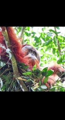 Sumatra Treking Lauser Park