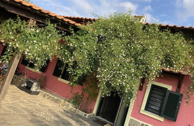 Summer house surrounded by olive trees Halkidiki