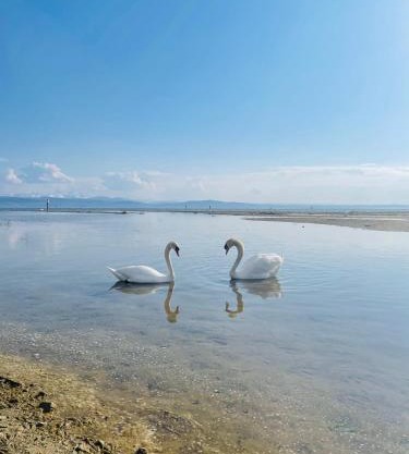 " Sunshine am See "