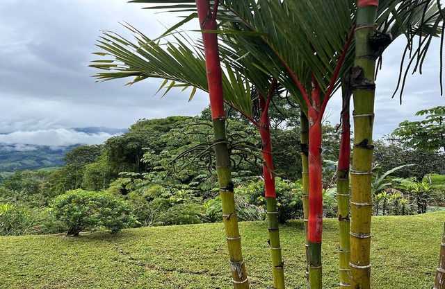 Supreme Silence / Silencio Supremo