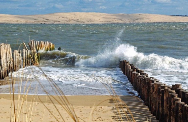 T1bis dans les dunes du Cap Ferret