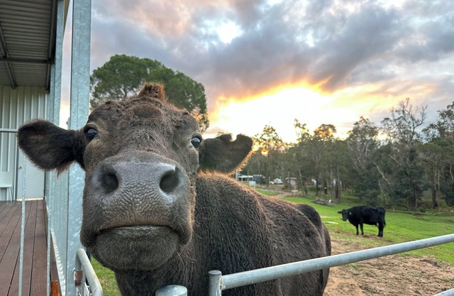 Tanjanerup Chalets "Winston" Farm Stay. Meet Larry, Clementine, Lady & Floss
