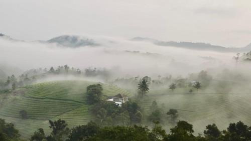 Tea Harmony Bunglow