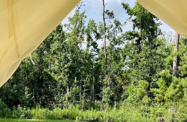 Tentrr State Park Site - Louisiana Sam Houston Jones State Park - Woodland I Sin