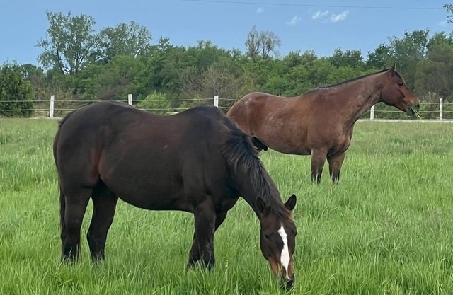 The horse ranch living and if you climb into the saddle be ready for the ride