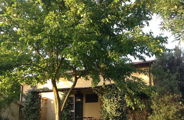 the house in the garden