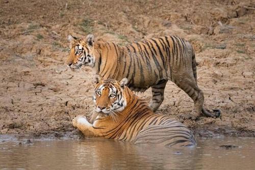 The Jungle Resort Khajuraho