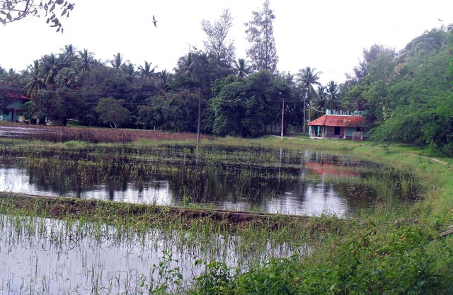 -The-Lake-Shore