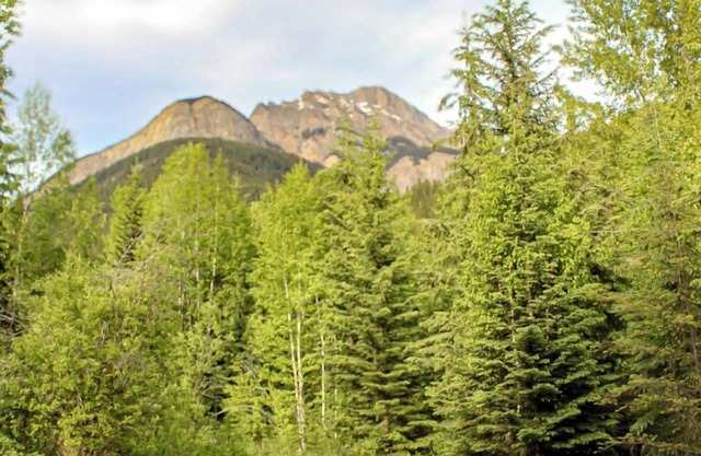The Off-Grid Green Yurt in the Wood