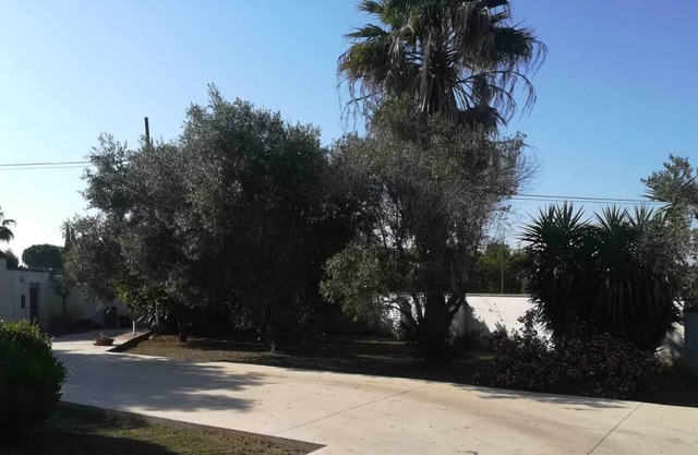 El huerto de los olivos