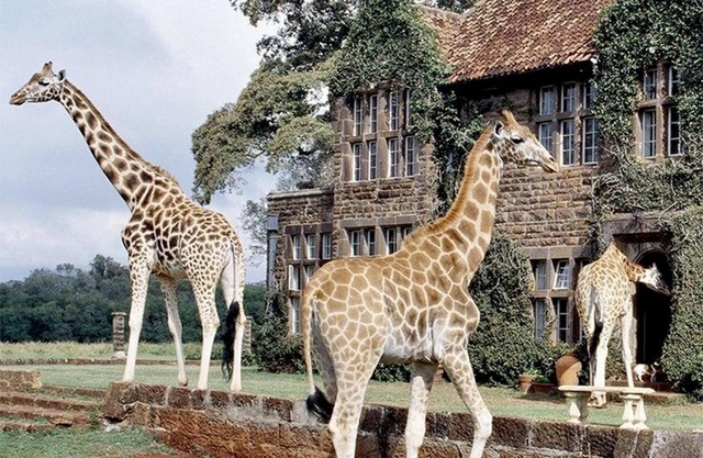 The Studio Nairobi 5 Luxury