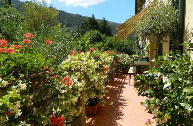 'La verruga "en la orilla del arroyo.
