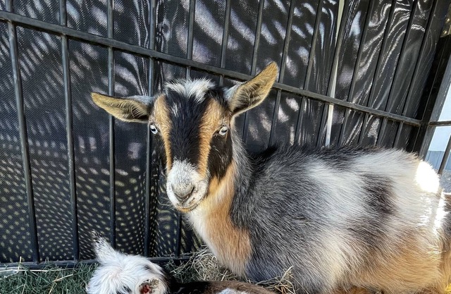 Thee One with the GOATS🐓🐓🦆🦆