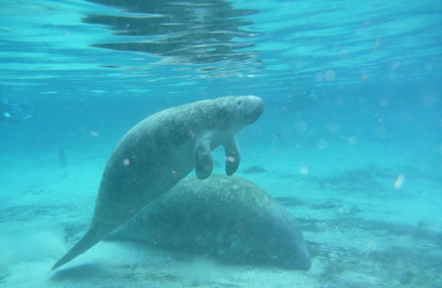 ¡Tres hermanas Springs con acceso a río y golfo y pasos de muelle flotante desde la unidad!