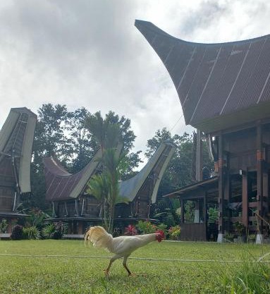 Toraja Homestay & Coffee Bunna