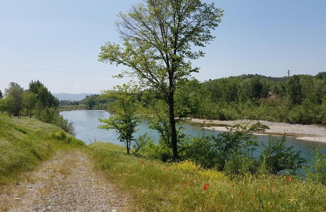 Tra gli olivi