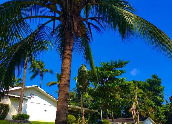 Tropical Paradise Retirement Village Inc