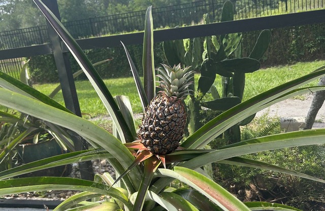 Tropical Paradise