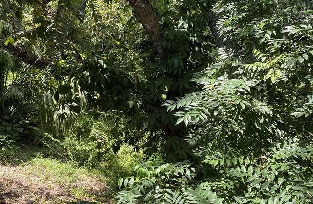 Tropical View