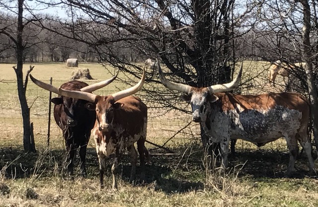 Two bedroom, two bathroom house on an African cattle farm on the Alabama River.