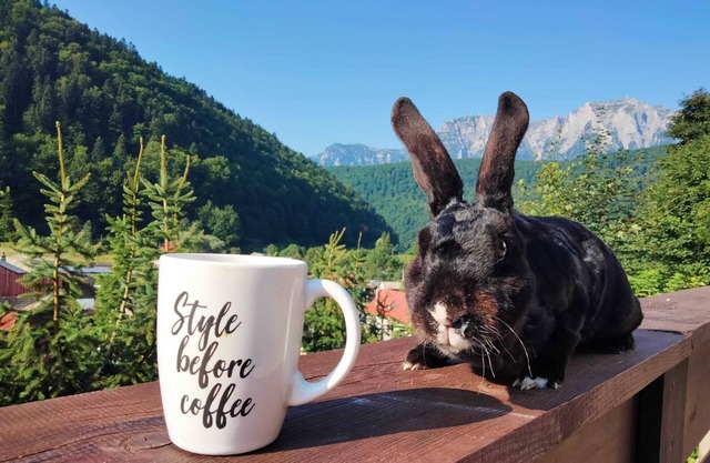 Two Rabbits mountain guesthouse