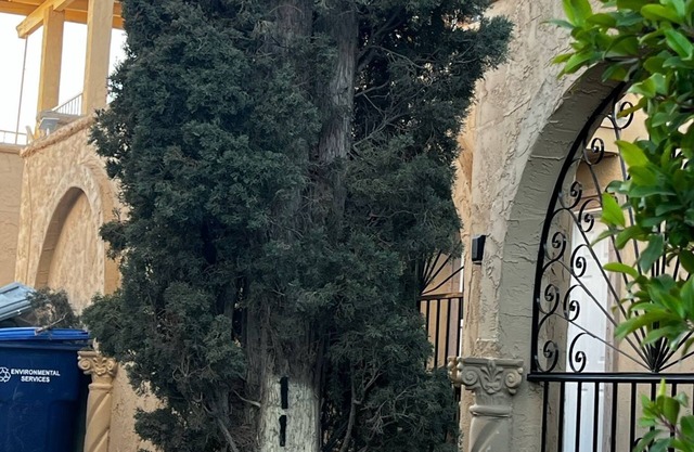 Pino Alto🌲