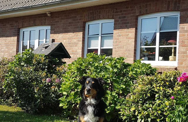 Vacaciones con un perro en Frisia del norte