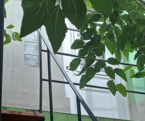 Verdes montañas