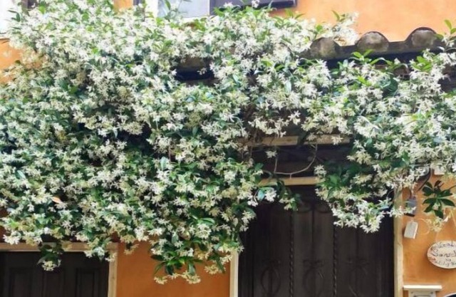 Vicolo Savelli Holiday Home A green nest in ancient Palombara Sabina